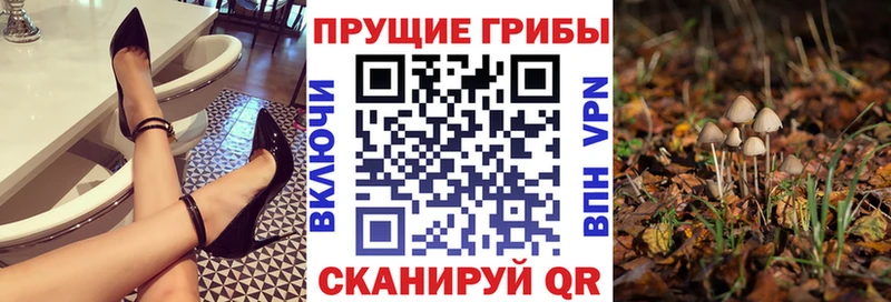 продажа наркотиков  Шуя  Галлюциногенные грибы Cubensis 